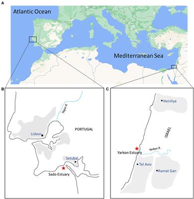 The geographical and seasonal effects on the composition of marine microplastic and its microbial communities: The case study of Israel and Portugal